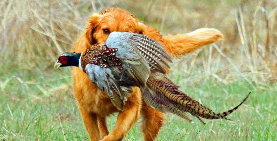 A retriever bringing in a pheasant